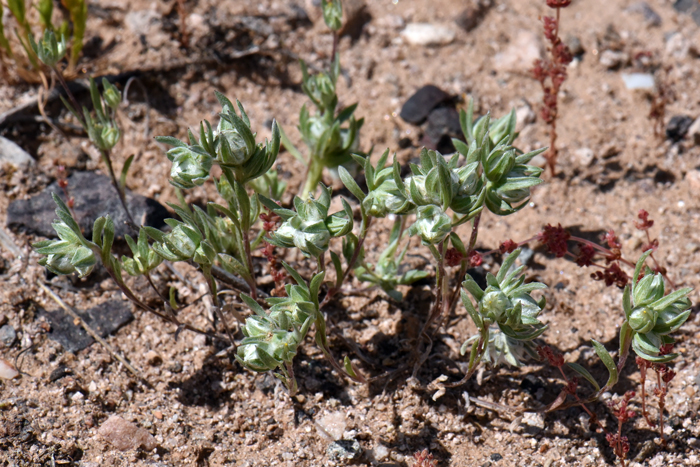 Arizona Cottonrose, depending on the geographic location blooms from February or March to April, May or June and is found at elevations from 1,000 to 2,500 feet (305-762 m). Logfia arizonica